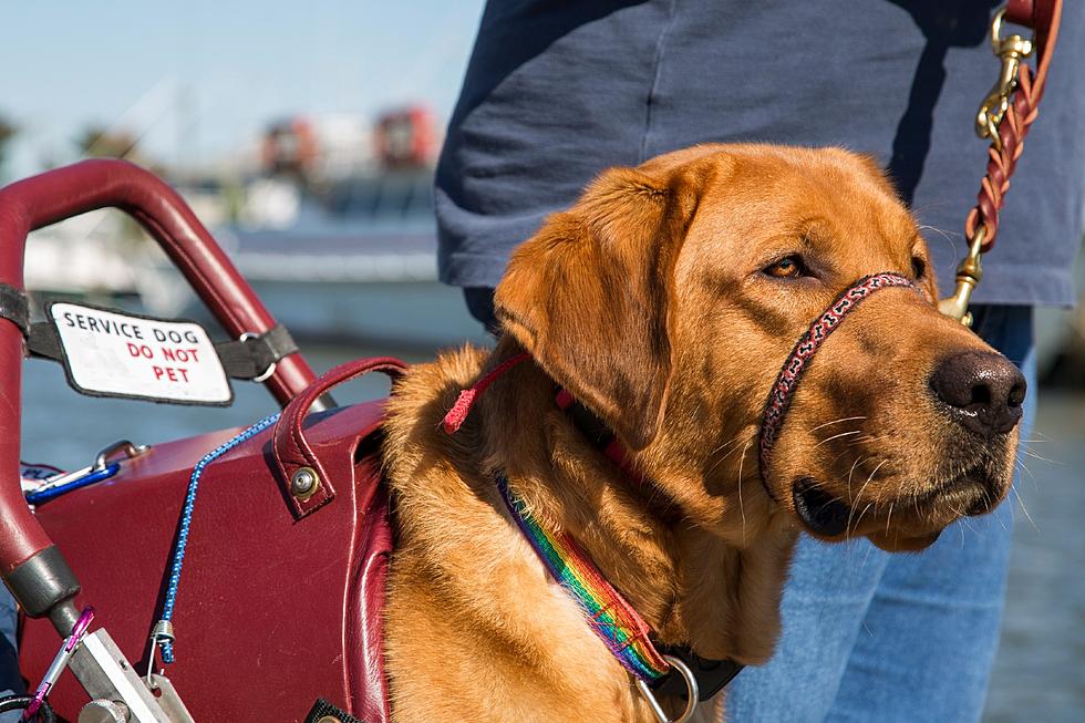 Proposed NJ law on service dogs likely to backfire (Opinion)