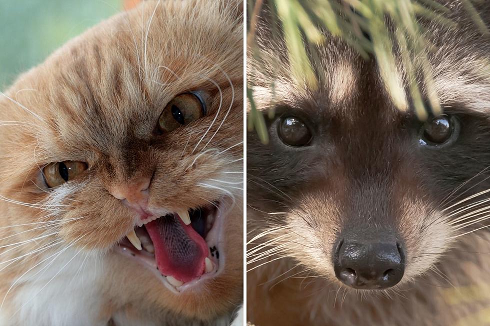 Rabid cat, raccoon confirmed in two Camden County towns