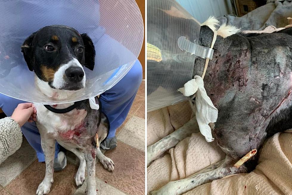 Dog 'mauled' by pit bulls at NJ animal day care