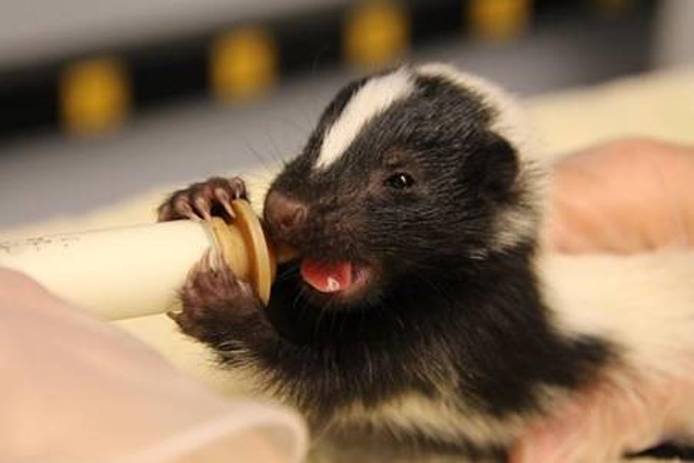 Come one, come all: Wildlife baby shower to benefit NJ wildlife refuge