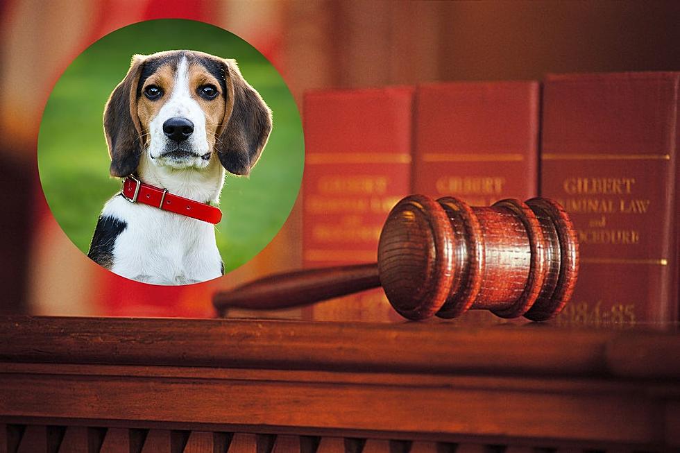 Animals in NJ could soon get court-appointed legal advocates