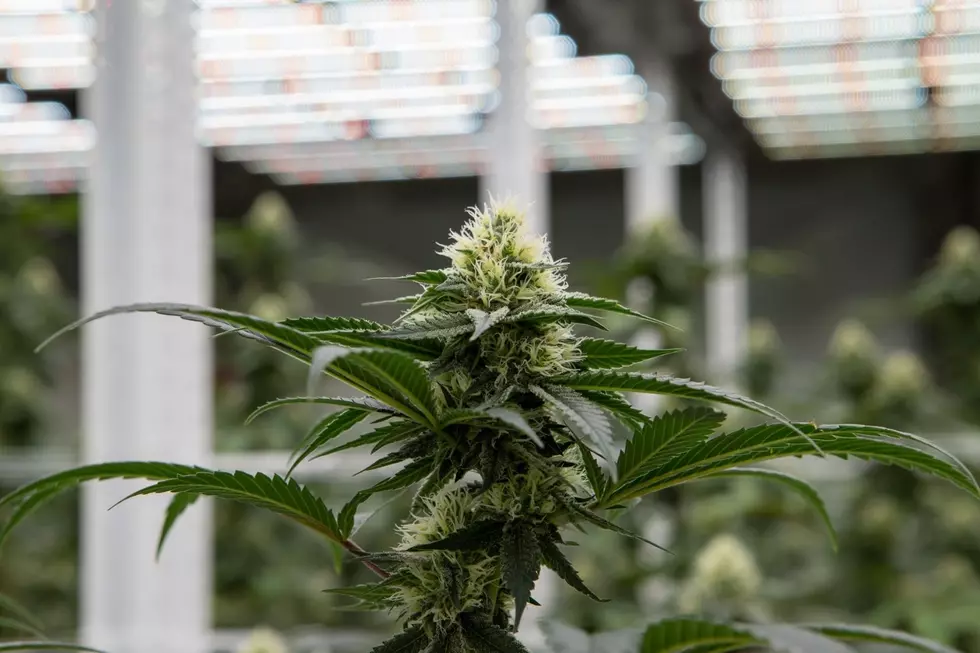medical cannabis (courtesy Columbia Care)