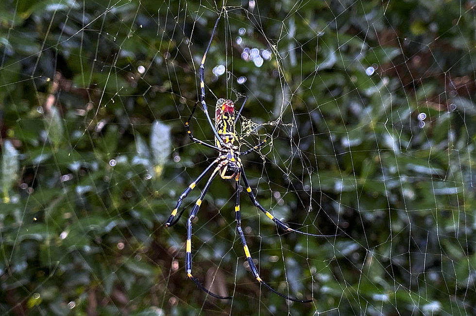 Is this large spider actually headed to New Jersey?