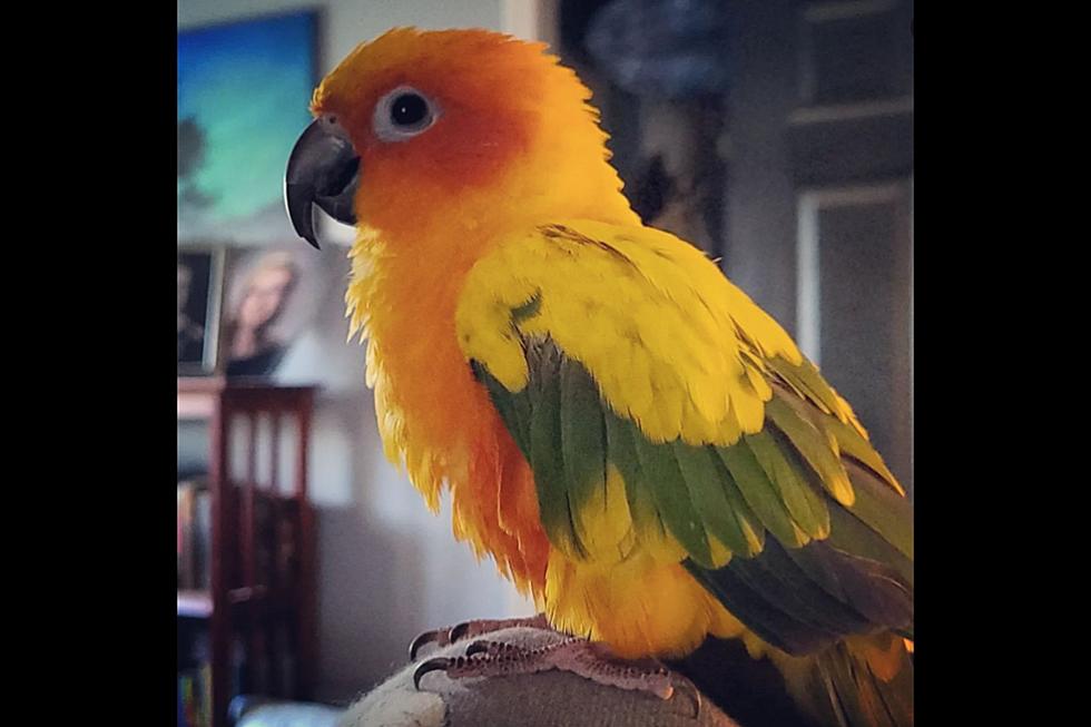 New Jersey boy’s lost parrot turns up 90 miles away
