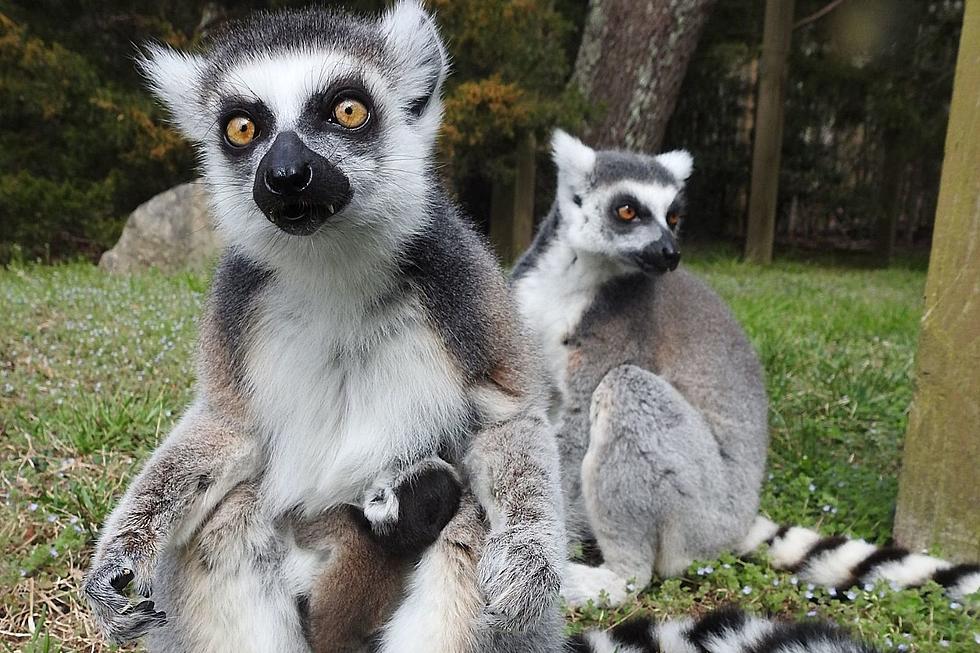 Ring-tailed, unsexed and incredibly cute: Cape May, NJ zoo’s newest addition