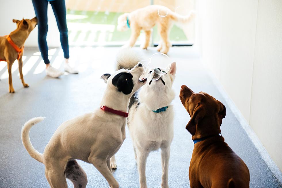 Why Dogtopia Might Be Perfect for Your Furriest Family Member