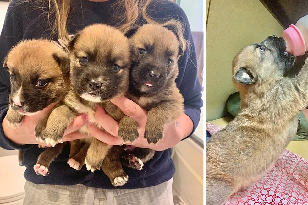 NJ man charged after death of abandoned puppies he couldn&#8217;t afford to keep