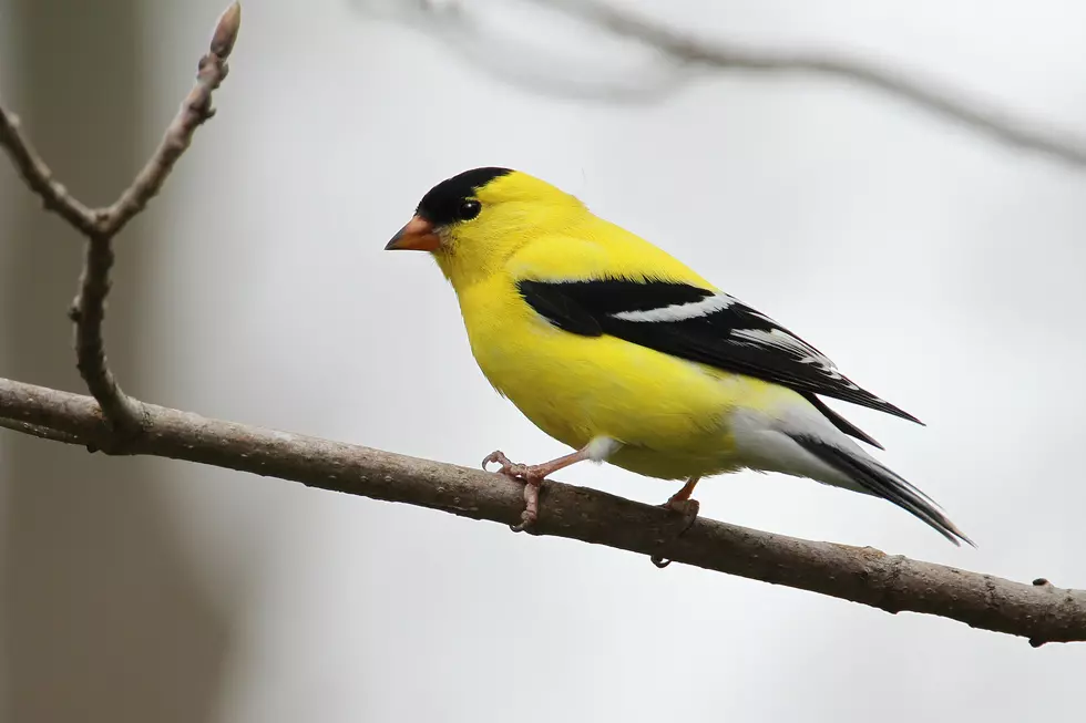 A friendly reminder to all New Jersey residents with bird feeders