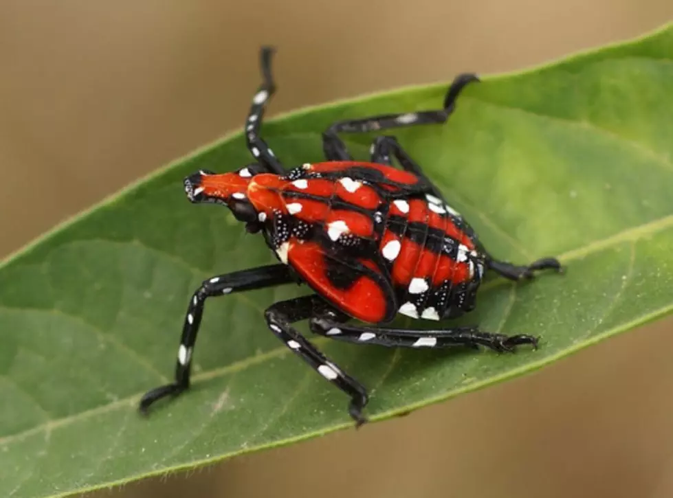 Could the spotted lanternfly help control another invasive NJ species?