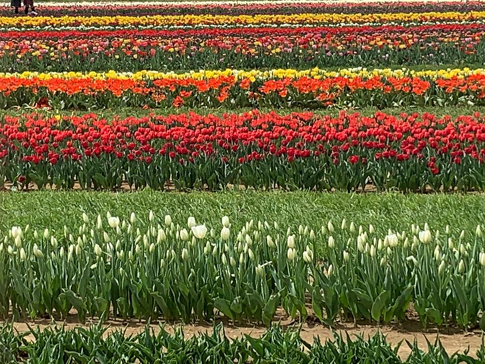NJ&#8217;s most popular tulip farm just got bigger and better