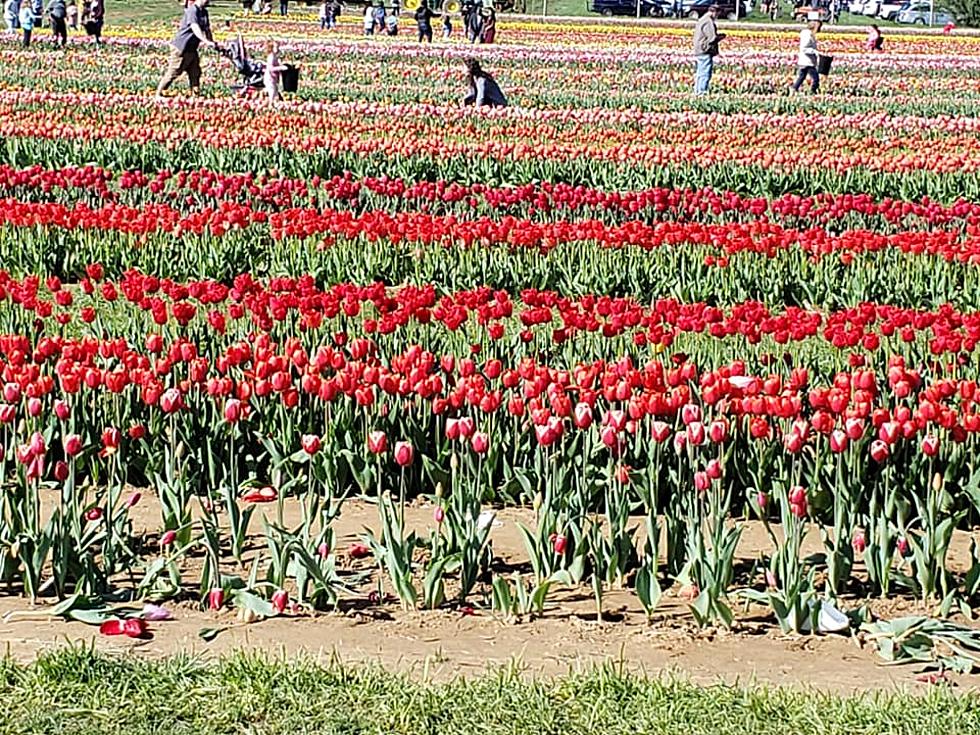 Early warm weather ruins tulip-picking season for latecomers to NJ farm
