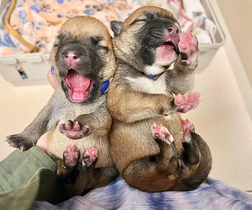 Newborn puppies found in trash in Monmouth County, NJ