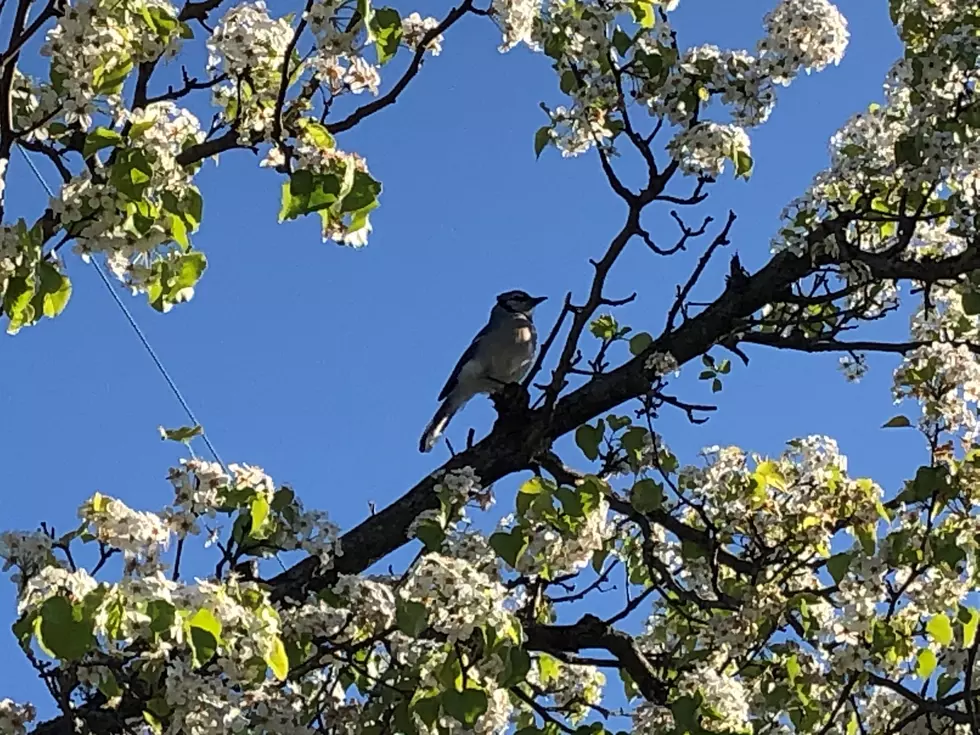 Bird in a tree