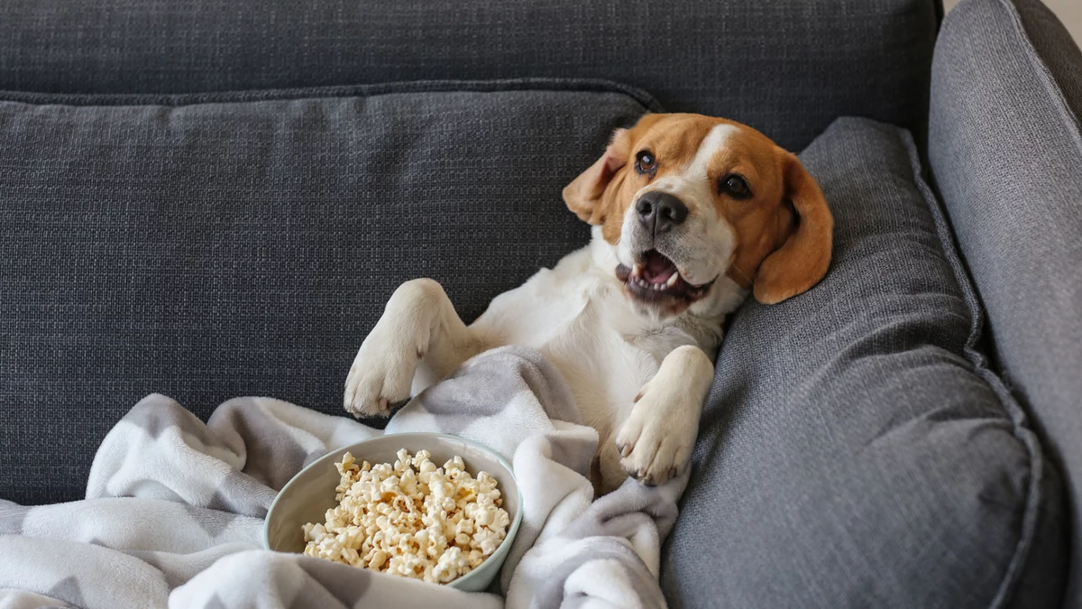 Фото собаки смешной с попкорном
