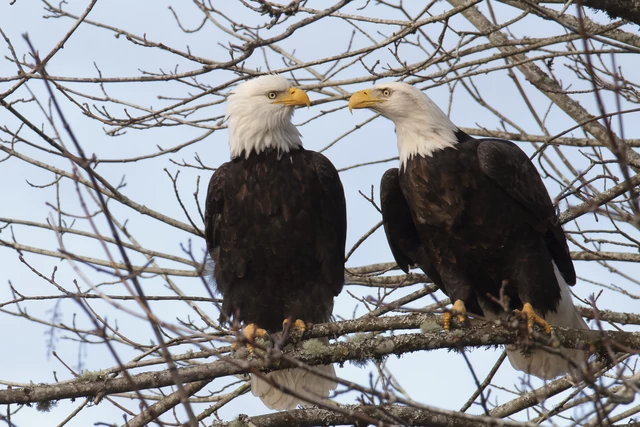 From 1 nest, to 250 — NJ bald eagle population continues to climb