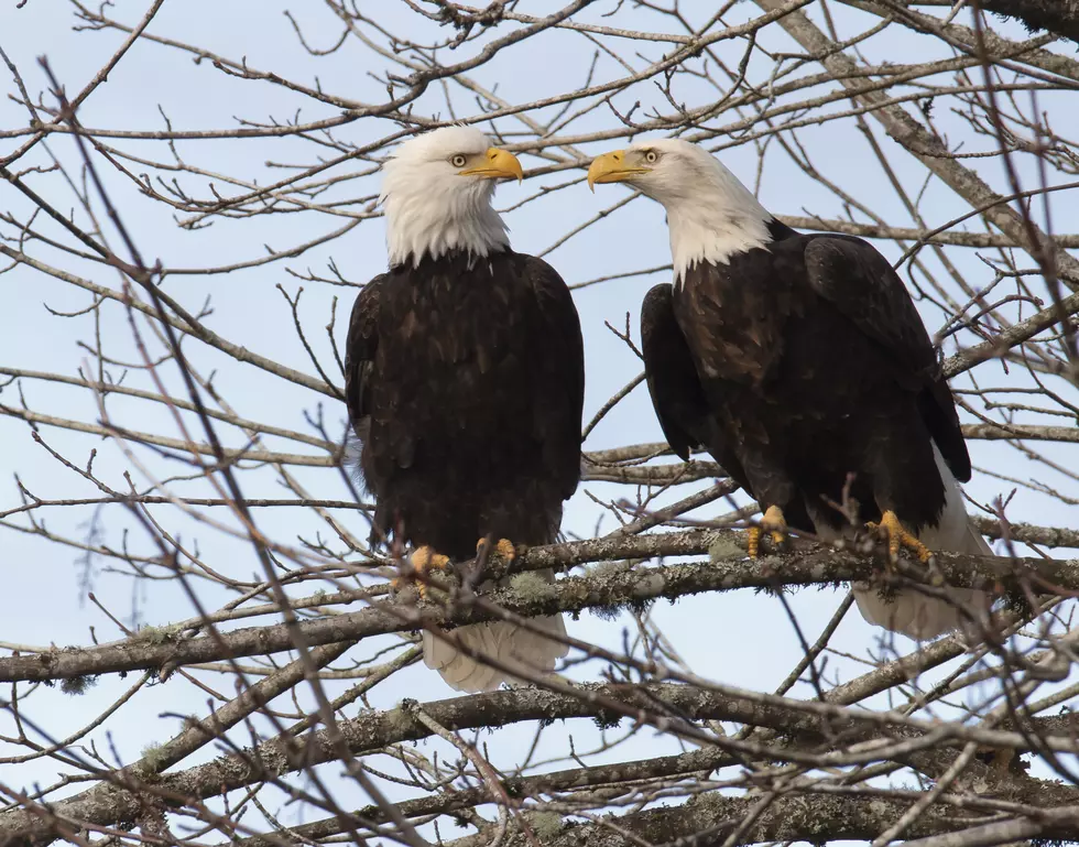 From 1 nest to 250 — NJ bald eagle population continues to climb