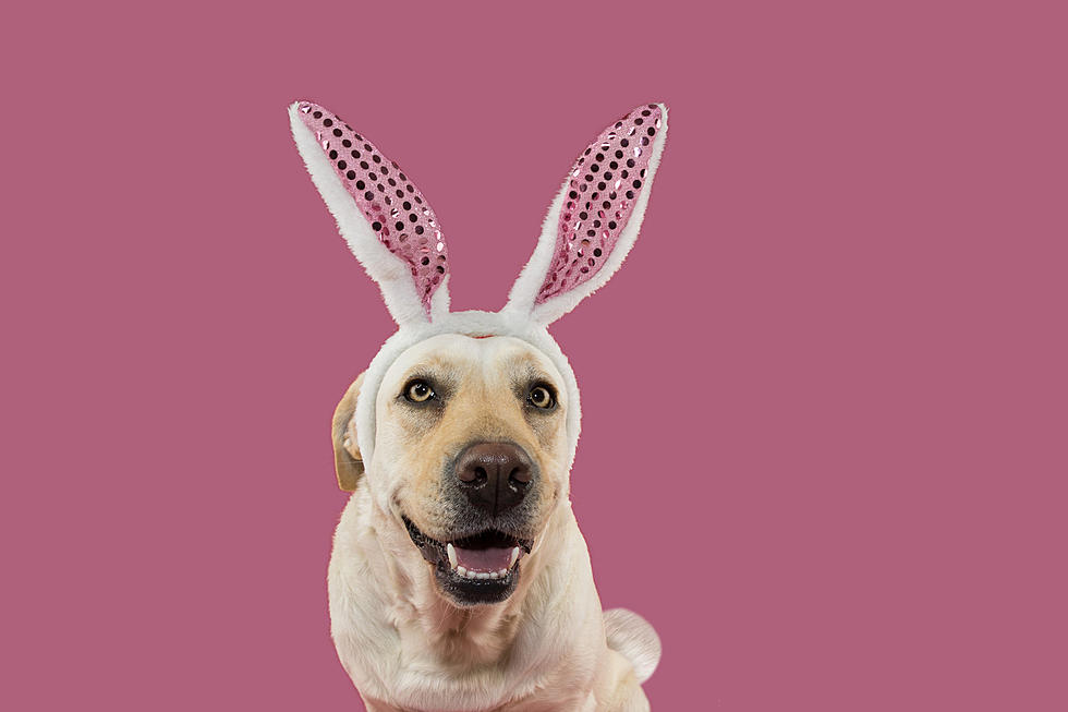 NJ mall gives pet photo opps with Easter Bunny