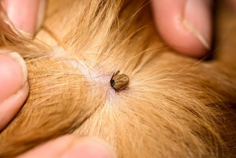 The mite bites a reddish dog