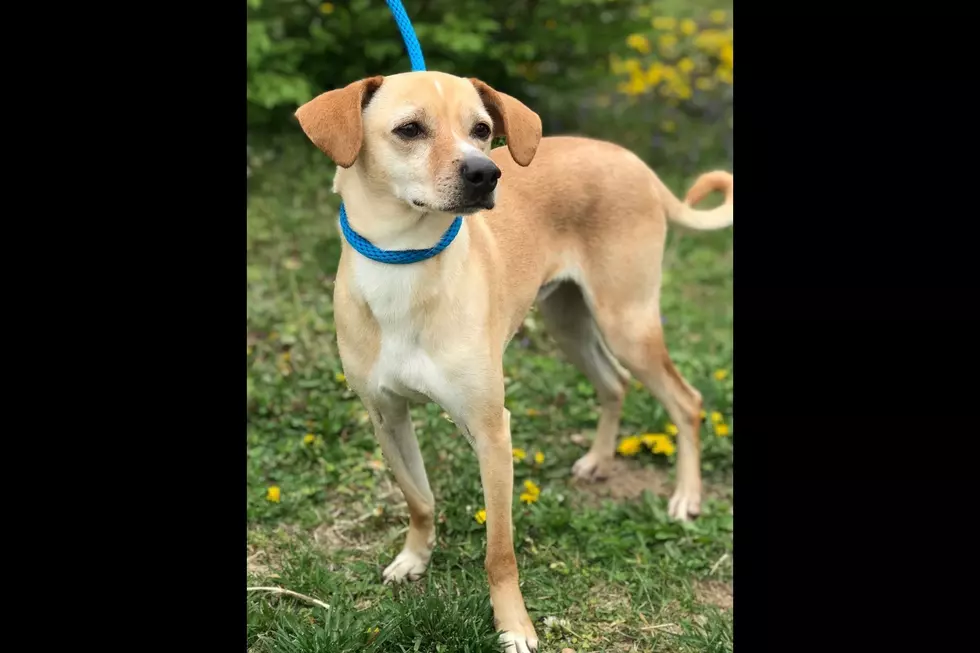St. Hubert’s Animal Welfare Center
