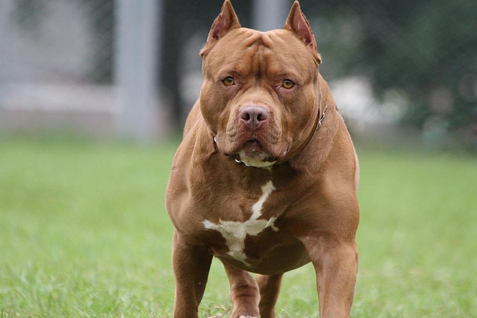 Would you put down the pit bulls in NJ attack case?