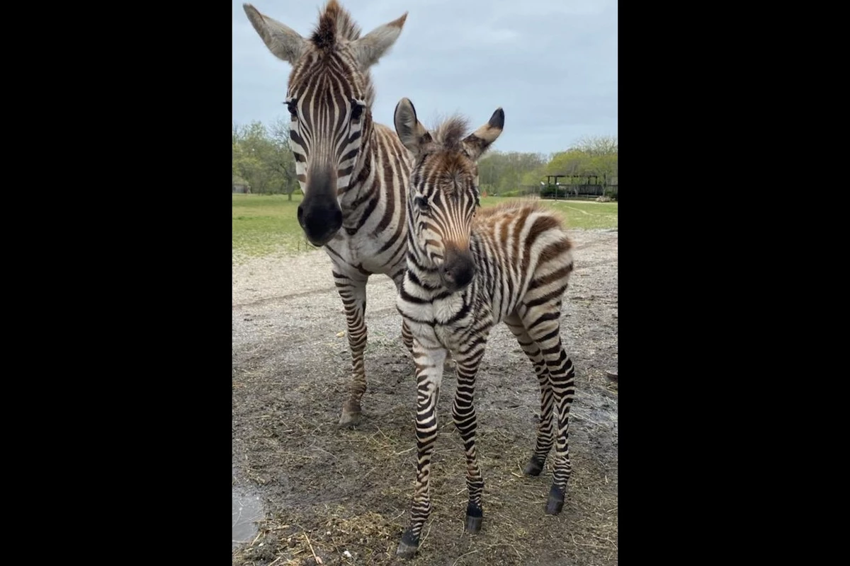 Cape May Zoo welcomes two baby zebras, and they're adorable