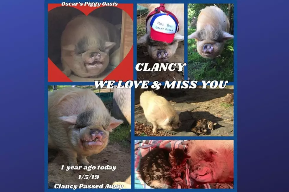 Oscar's Piggy Oasis (Photo Credit: Dawn Midgley Verrilli Facebook)