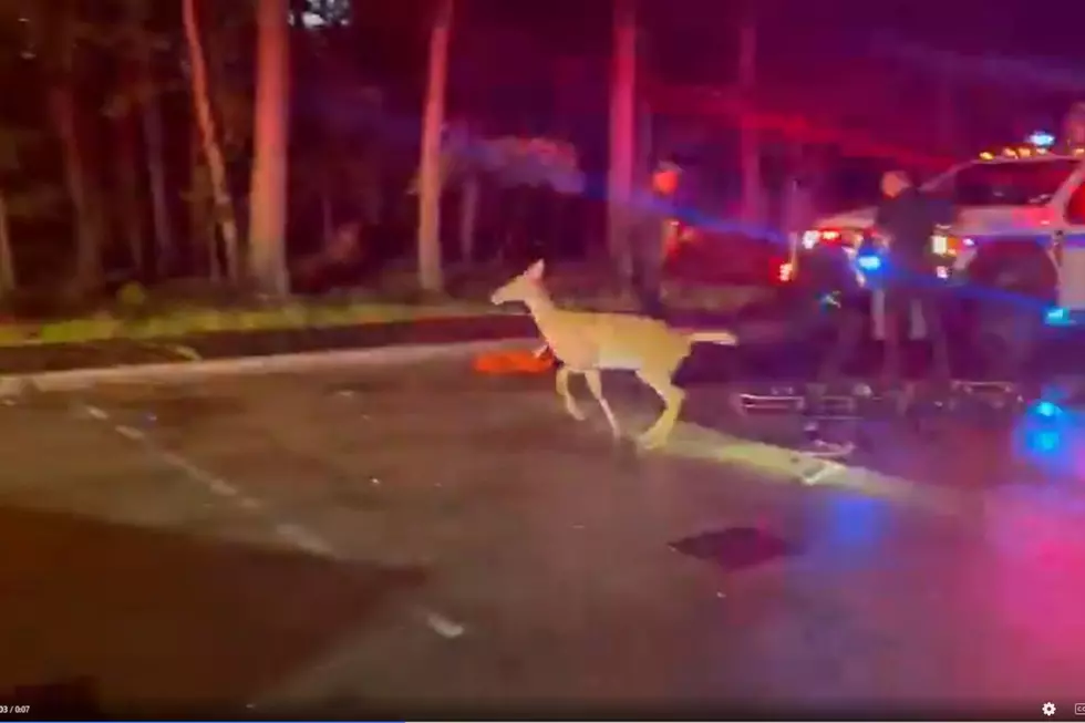 Wandering deer rescued from George Washington Bridge