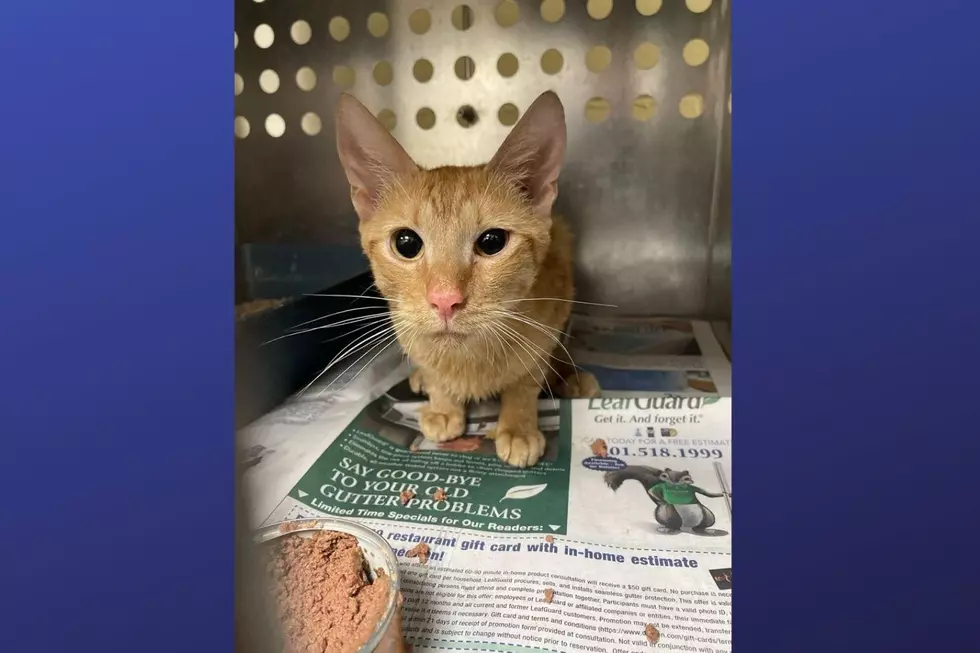 Starving kittens left for dead in stuffed carriers in NJ alleyway