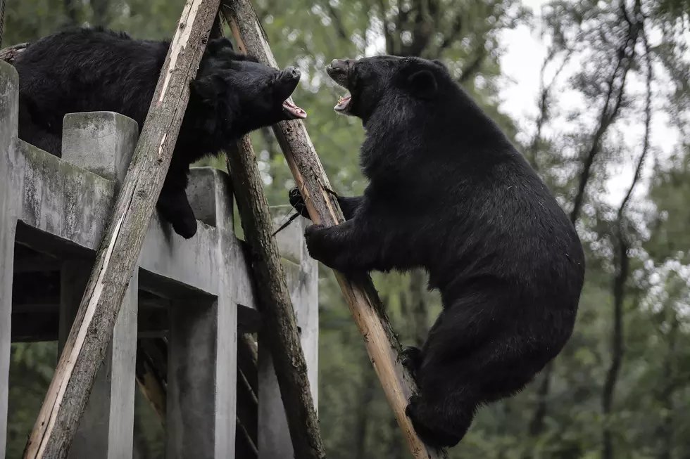 Take action now: Time to hunt bears in New Jersey (Opinion)