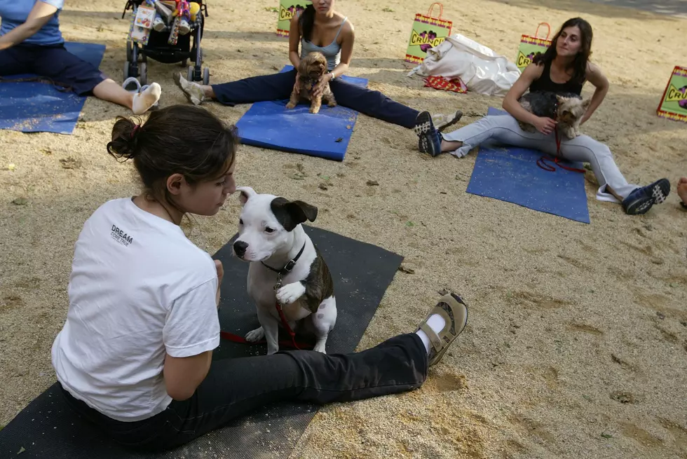 Forget goat yoga — Dog yoga is the newest trend in New Jersey