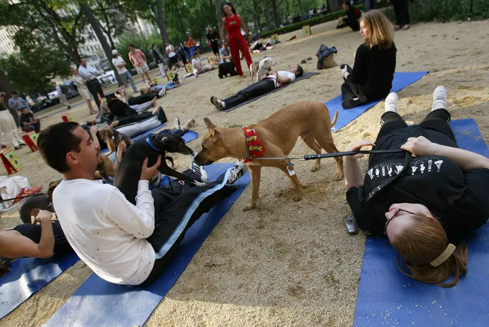 Yoga Goes To The Dogs In New York