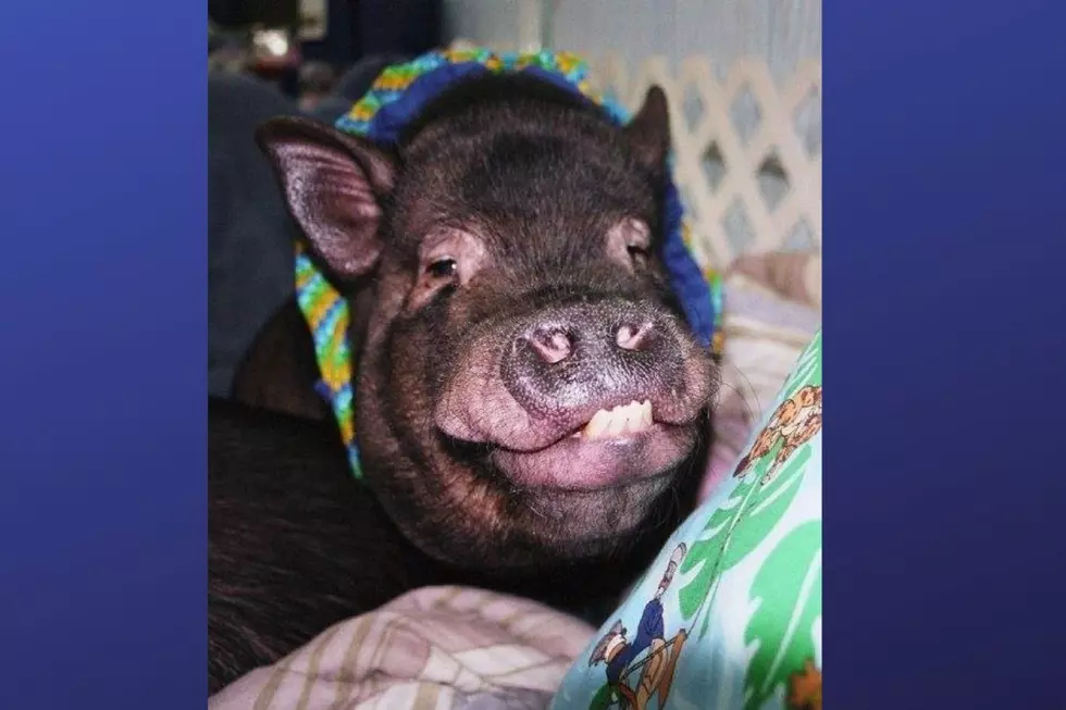 Meet the hospice and special-needs pigs of this NJ sanctuary