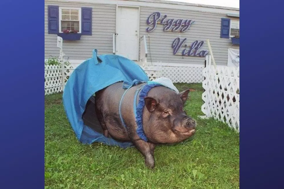 Oscar's Piggy Oasis (Photo Credit: Dawn Midgley Verrilli Facebook)