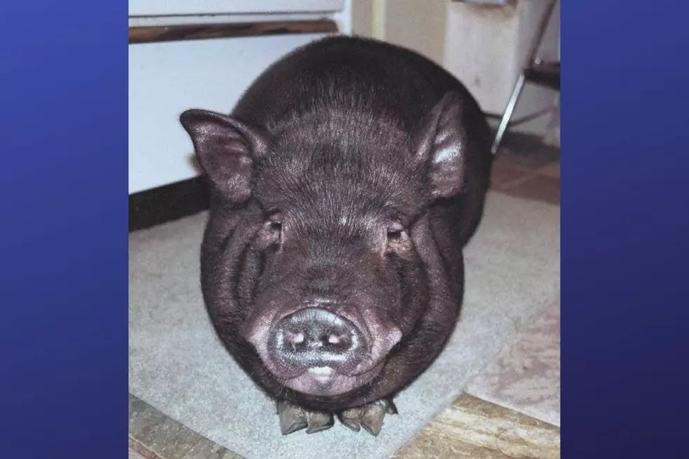 Oscar's Piggy Oasis (Photo Credit: Dawn Midgley Verrilli Facebook)