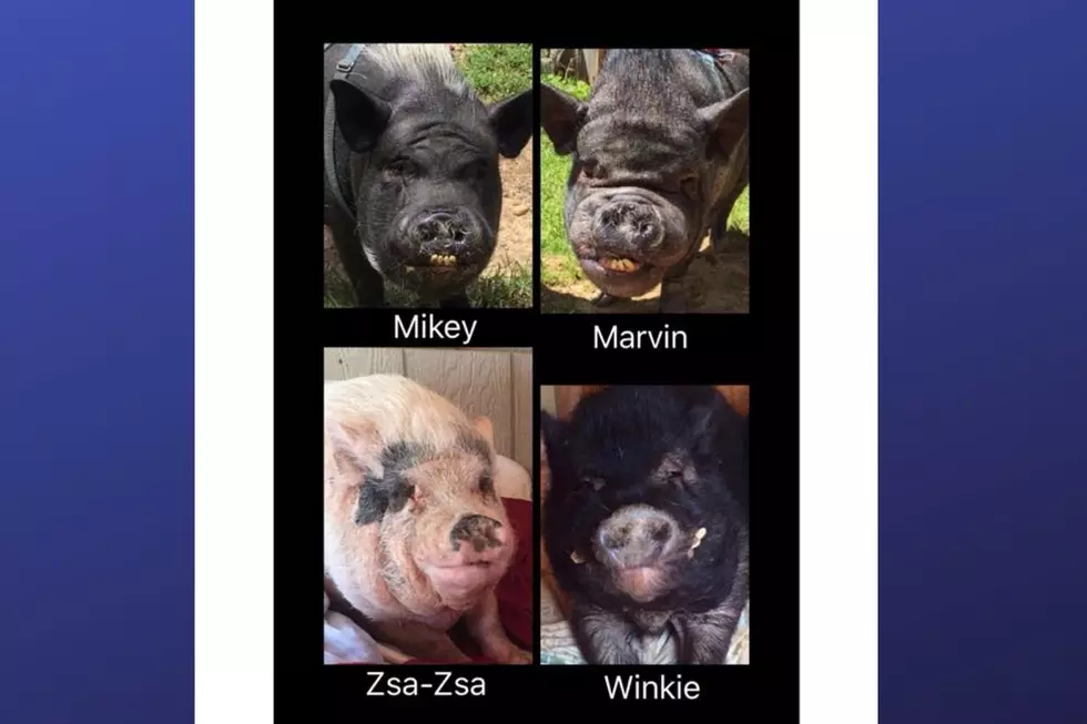 Oscar's Piggy Oasis (Photo Credit: Dawn Midgley Verrilli Facebook)
