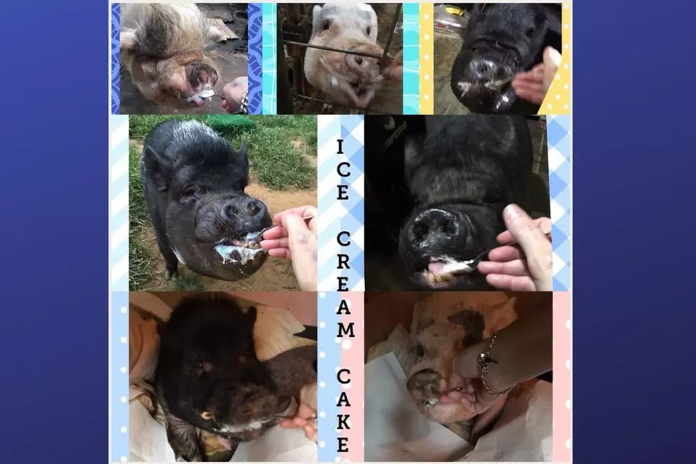 Oscar's Piggy Oasis (Photo Credit: Dawn Midgley Verrilli Facebook)