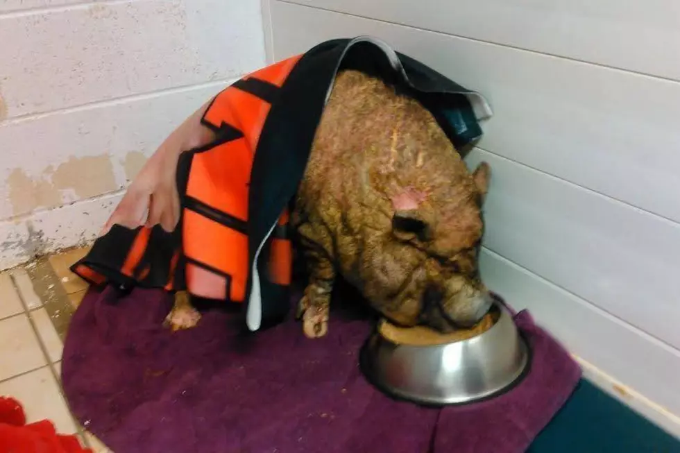 Oscar's Piggy Oasis (Photo Credit: Dawn Midgley Verrilli Facebook)