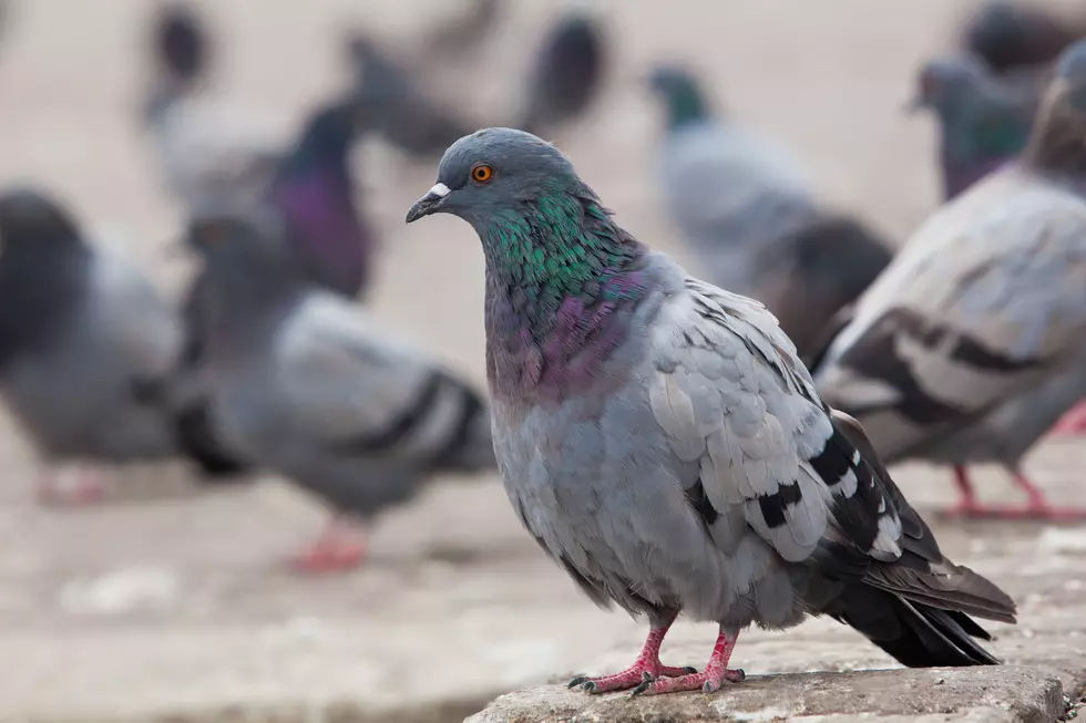 It may soon be illegal to feed the pigeons in Hoboken, NJ