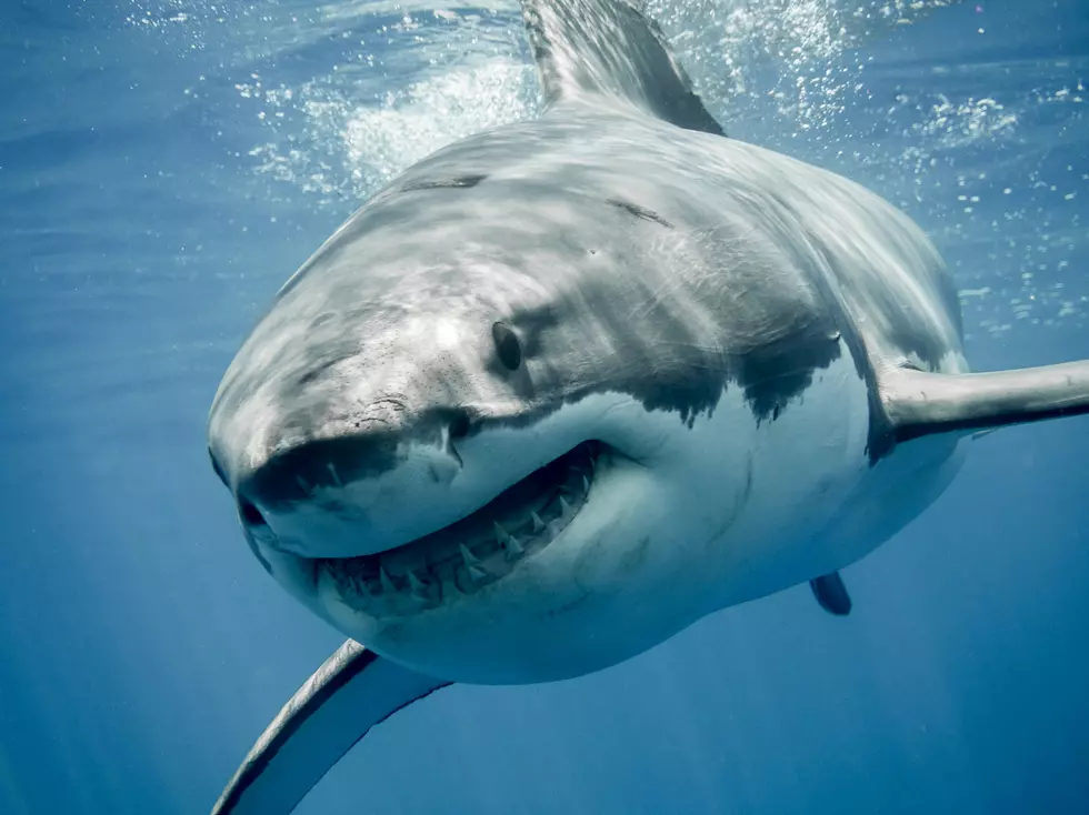 This massive Shark Week blimp is flying over the Jersey Shore