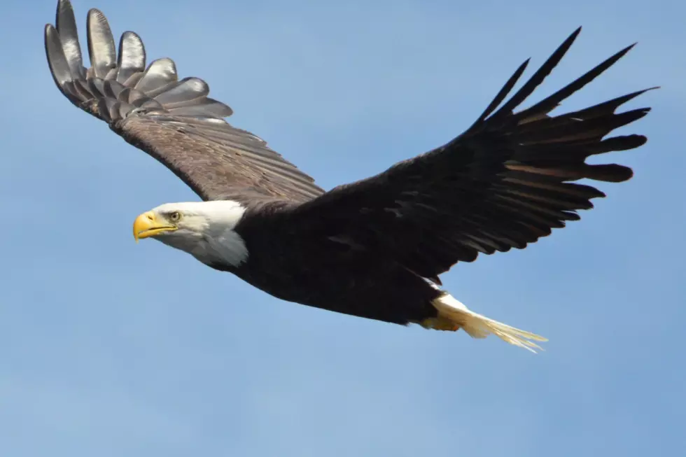Bald Eagle