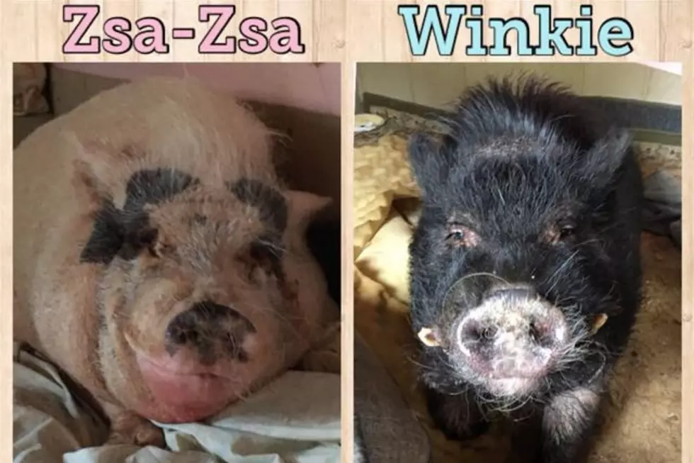 Oscar's Piggy Oasis (Photo Credit: Dawn Midgley Verrilli Facebook)