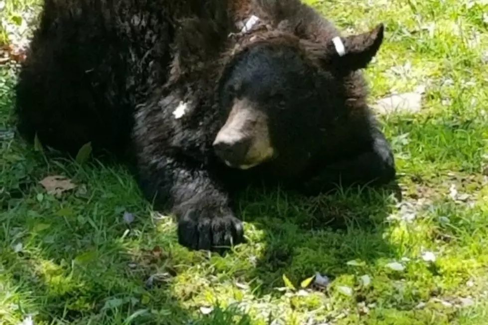 Groups sue New Jersey seeking to block next week’s bear hunt