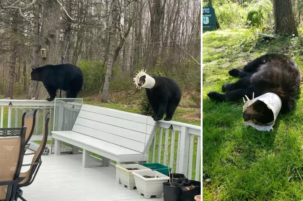NJ Bear With Feeder Stuck on Head for Months Finally Freed