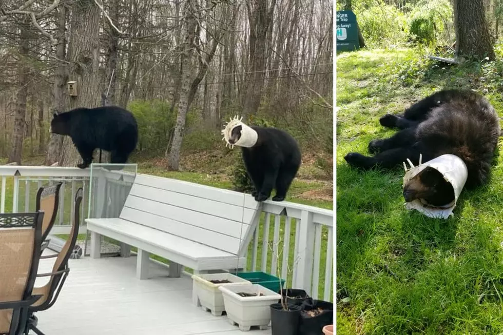 NJ bear with feeder stuck on head for months is finally freed