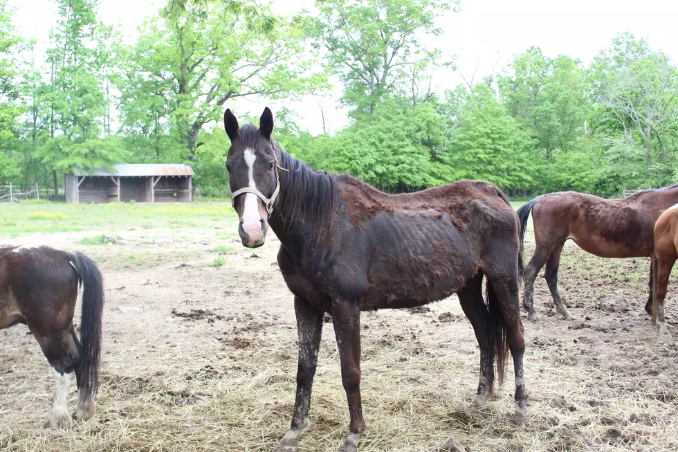 Dozens of Horrifyingly Neglected, Dead Animals at Flemington, NJ, Rescue