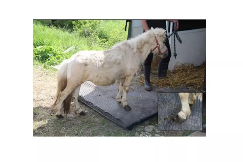 Pony rescued from Rooster's Rescue in Flemington (Photo Credit: Hunterdon County Prosecutor's Office)