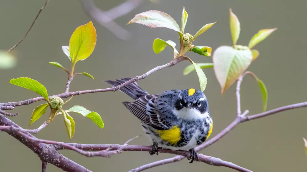 New Jersey is world-renowned for birdwatching