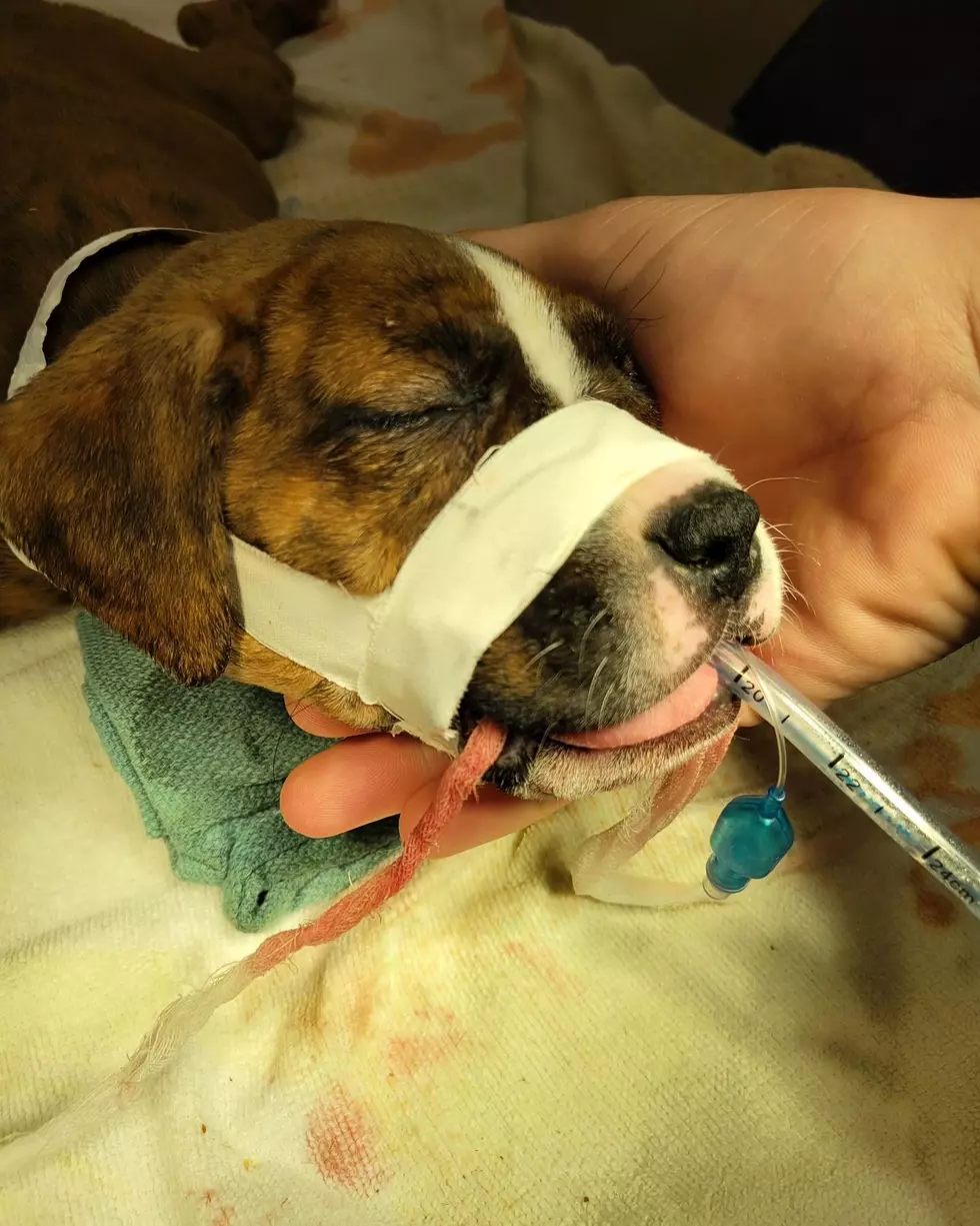 Who did this? Tiny puppy left bleeding and abandoned in Paterson, NJ