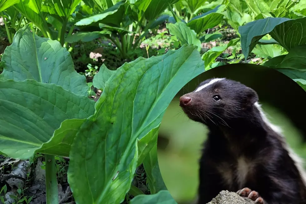 Native NJ plant that smells like skunk is now in season