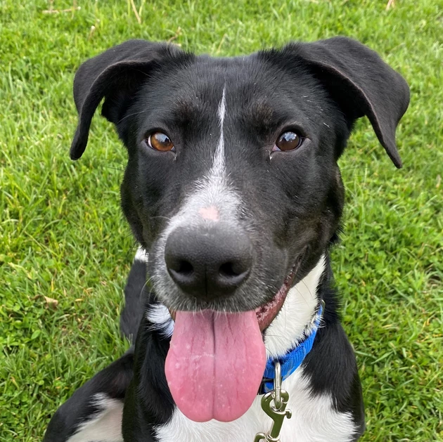 Max Scherzer (aka Ty) is available for adoption at PetConnect Rescue
